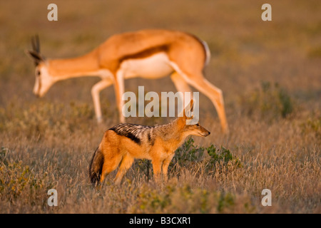 L'Afrique, Botswana, le chacal à dos noir (Canis mesomelas Antidorcas marsupialis Springbok et)) en arrière-plan Banque D'Images