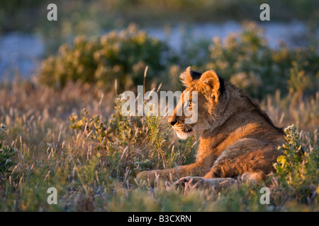 L'Afrique, Botswana, Lioness (Panthera leo) Banque D'Images