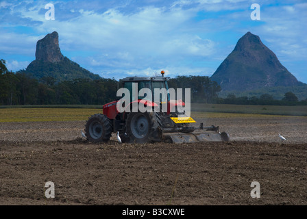 Labourer les champs d'un agriculteur dans une plantation d'ananas près du Glasshouse Mountains dans le Queensland en Australie Banque D'Images