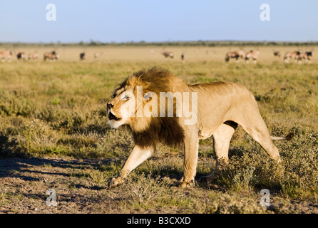 L'Afrique, Botswana, Adult male lion (Panthera leo) Banque D'Images