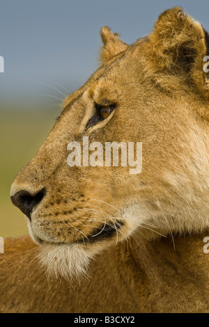 Close up profil détaillé tête portrait de femme African lion Panthera leo ciel bleu soft focus background du Masai Mara, Kenya Banque D'Images