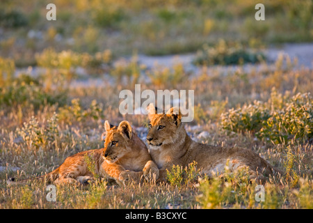 L'Afrique, Botswana, Lion cubs (Panthera leo) Banque D'Images