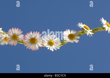 Chaîne (Bellis perennis) Banque D'Images