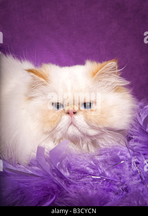 Point de flamme Himalayan Cat lying on boa lavande sur fond violet vibrant Banque D'Images