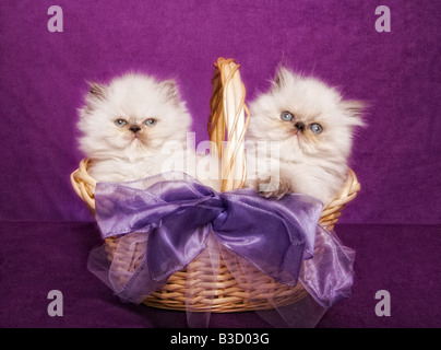 Deux mignons chatons himalayen tortie point dans un panier sur fond violet Banque D'Images