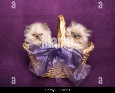 Deux mignons chatons himalayen tortie point dans un panier sur fond violet Banque D'Images