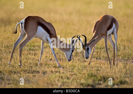 L'Afrique, Botswana, deux le springbok (Antidorcas marsupialis) lutte contre Banque D'Images