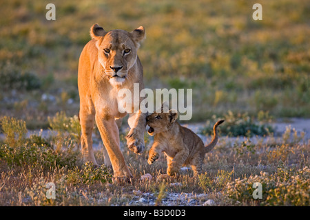 L'Afrique, Botswana, Lioness (Panthera leo) et cub Banque D'Images