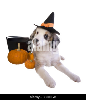 Halloween Cute chiot Berger Australien miniature portant chapeau de sorcière avec des citrouilles et pot isolé sur fond blanc Banque D'Images