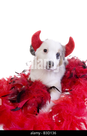 Cute little devil chiot Berger Australien miniature avec des cornes sur plume boa rouge isolé sur fond blanc Banque D'Images