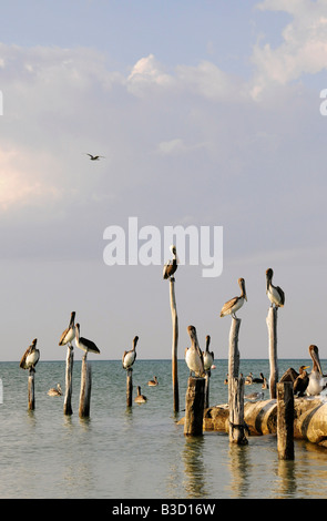 Le Mexique, l'Île de Holbox, pélicans assis sur wooden post in ocean Banque D'Images