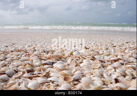 L'Île de Holbox, Mexique, les coquillages couvrant une plage de sable blanc Banque D'Images