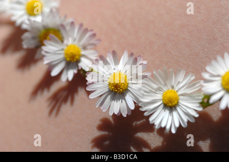 Chaîne (Bellis perennis) Banque D'Images