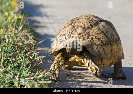 L'Afrique, Désert du Kalahari, Leopard tortoise (Geochelone pardalis) Banque D'Images