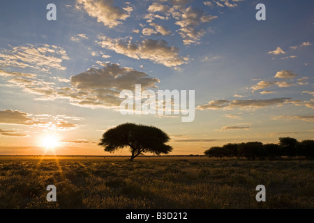 L'Afrique, Botswana, thorn tree (Acacia tortilis) au coucher du soleil Banque D'Images