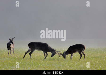 Cerf de Virginie Odocoileus virginianus Bucks jouant à combattre avant le rut à la Cades Cove Great Smoky Mountains Banque D'Images