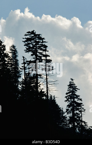 Les Épinettes Silhouetté contre le ciel bleu avec des nuages Great Smoky Mountains National Park Utah Banque D'Images
