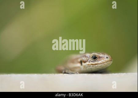 Zootoca vivipara. Lézard commun Banque D'Images