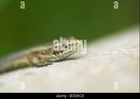 Zootoca vivipara. Lézard commun Banque D'Images