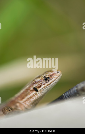 Zootoca vivipara. Lézard commun Banque D'Images