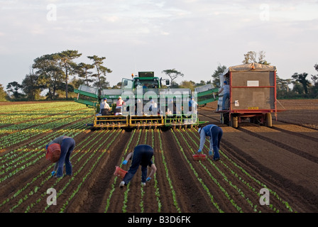 Les travailleurs migrants d'Europe de l'est la plantation de laitues dans une ferme de Bawdsey, Suffolk, UK. Banque D'Images