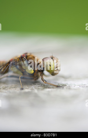 Sympetrum striolatum. Libellule dard commun Banque D'Images