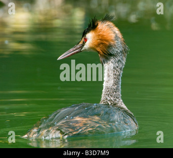 Grèbe huppé piscine en plein plumage de cour Banque D'Images