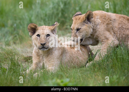 Deux jeunes lions jouant - Panthera leo Banque D'Images