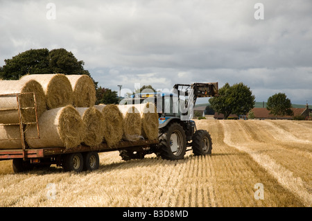 Tracteur tirant des balles de paille rondes de pile sur la remorque en champ de chaumes Banque D'Images