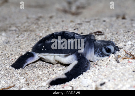 L'exécution des bébés tortues dans le sable sur la plage pour se rendre à l'eau de mer Banque D'Images