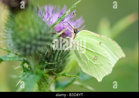 Gonepteryx rhamni. Brimstone Butterfly se nourrissant d'un chardon. UK Banque D'Images