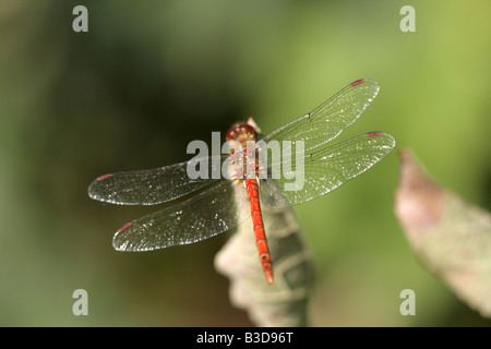 Dragonfly mâle à tête noire commune (Sympetrum striolatum) Banque D'Images