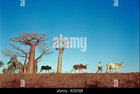 Homme malgache avec une vache zébu marchant le long d'une route de terre madagascar migration de zébus sur la route Afrique animaux Beren Antandroy Banque D'Images
