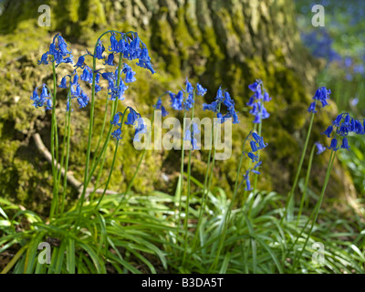 Jacinthes sauvages anglais naturalisé dans le Suffolk woodland Banque D'Images
