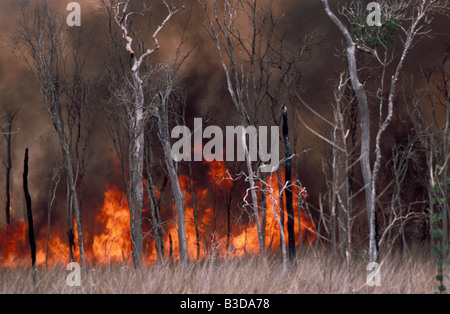 Feu de forets d'incendie de forêt en feu au sud de l'Afrique de l'Afrique MADAGASCAR sud ardent burn burning blaze brûlé brûlures embrasement de dama Banque D'Images