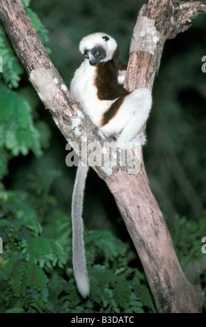 Propitheque de coquerel Propithecus verreauxi coquereli Propithecus National Madacascar centrale montée botanique zoologie mammifères Act Banque D'Images