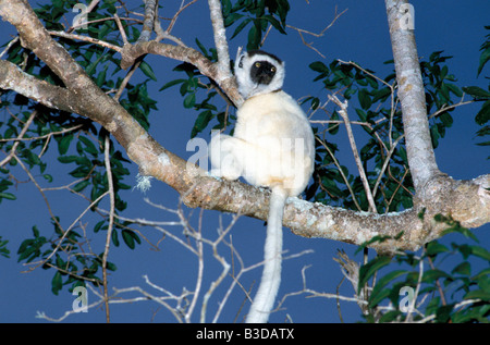 Propitheque de coquerel Propithecus verreauxi coquereli Propithecus National Madacascar centrale montée botanique zoologie mammifères Act Banque D'Images