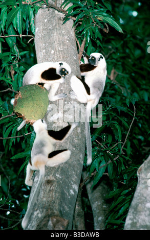 Propitheque de coquerel Propithecus verreauxi coquereli Propithecus National Madacascar centrale montée botanique zoologie mammifères Act Banque D'Images