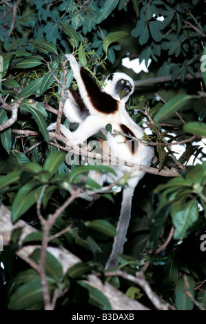 Propitheque de coquerel Propithecus verreauxi coquereli Propithecus National Madacascar centrale montée botanique zoologie mammifères Act Banque D'Images