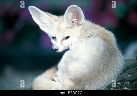 FENNEC Fox Vulpes zerda fennec animal animaux froid canidés canidés canidés touffue Canis carnivora carnivores carnivores curl curl Banque D'Images