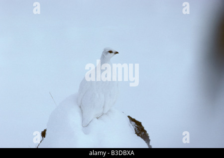 Lagopede Alpenschneehuhn Lagopus muta Lagopède alpin Lagopus mutus femme Schneehuehner marche sur neige Alpen Alpen Schneehuhn animal