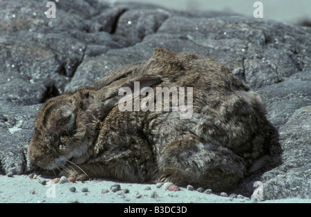 Lapin de garenne Oryctolagus cuniculus lapin sauvage Wildkaninchen Myxomatose avec les animaux animaux nuisibles l'Australie Amérique des Banque D'Images