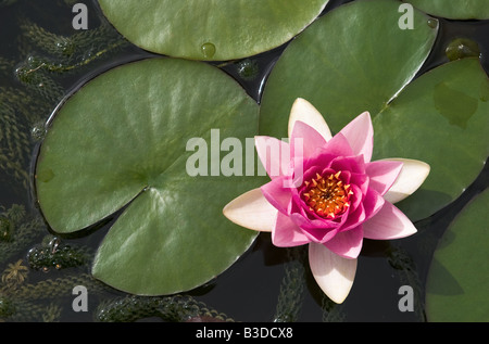 Fleur Rose Water Lilly Banque D'Images