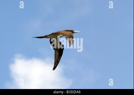 , Fou brun Sula leucogaster plotus en vol sur un fond de ciel bleu Banque D'Images