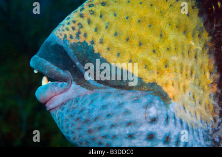 Close up de la bouche et des dents de la Titan Triggerfish Balistoides viridescens baliste le plus grand au monde Banque D'Images