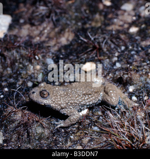 Crapaud commun Crapaud accoucheur sage-femme Geburtshelferkroete Alytes obstetricans sur mousse Oise France Amphibiens Adultes Adultes Amphib Banque D'Images