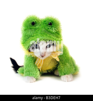 Un chaton dans un costume de grenouille Banque D'Images