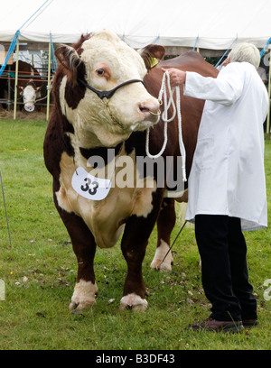 Un taureau Hereford étant jugés au Show, 2008 Cranleigh Banque D'Images