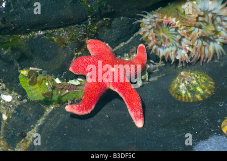 Henricia sanguinolenta star sang avec de très près et les anémones en cuvette à marée basse Banque D'Images
