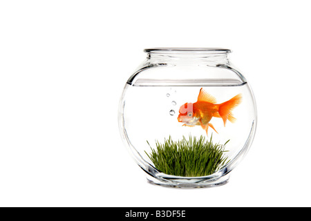 Goldfish Bowl calme avec de l'herbe bien verte et poisson Blowing Bubbles Banque D'Images